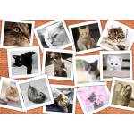 Grafika Art Puzzle - Puzzle Cats - 2 000 piese