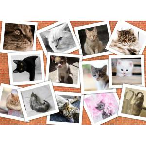 Grafika Art Puzzle - Puzzle Cats - 2 000 piese