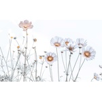 DIMEX ART Флизелинов фототапет нежни цветя 375 x 250 см