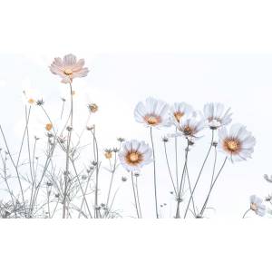 DIMEX ART Флизелинов фототапет нежни цветя 375 x 250 см