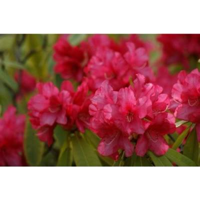 Azalka veľkokvetá (Azalea Mollis) ´HOMEBUSH´ - výška 40-60 cm, kont. C3L