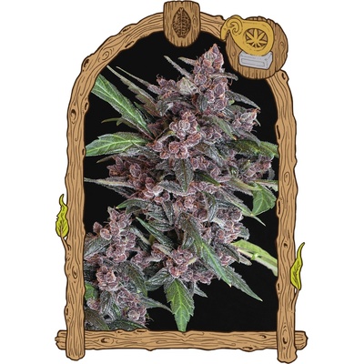 Exotic Seed Black Lemon Auto semienka neobsahujú THC 5 ks