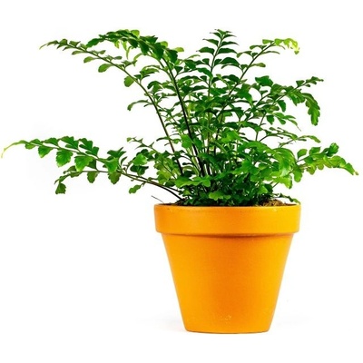 Gardners Asplenium parvati, průměr 12 cm Sleziník, Ptačí hnízdo