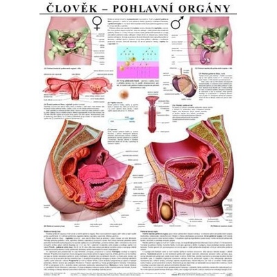 Plakát - Člověk - Pohlavní orgány