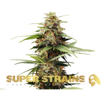Super Strains Hermana de la Noche semienka neobsahujú THC 3 ks