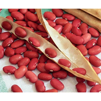 Seklos Фасул за зрял Вавелска Wawelska (храстовиден с червено зърно)