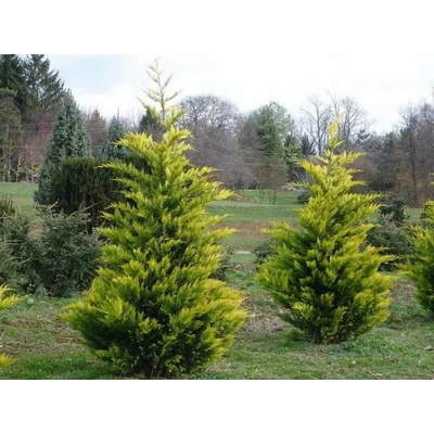 Cyprusovec leylandský Gold Rider, výška 30-60 cm, kvetináč 2 l