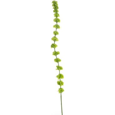 Molučenka 'Moby' zelená V107 cm