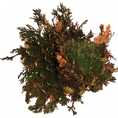 Lucky Reptile Rose of Jericho rastliny