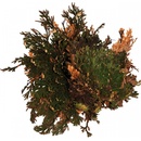 Lucky Reptile Rose of Jericho rastliny
