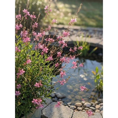 Svíčkovec 'Butterfly Rose'