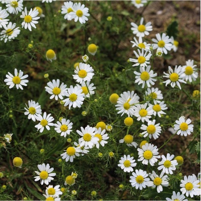 Heřmánek pravý - Matricaria recutita - osivo heřmánku - 600 ks