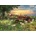 Cobble Hill - Puzzle Field at Sunrise - 1 000 piese