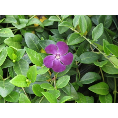 GREENBOSS FLOWER Barvínek 'Verino' Průměr květináče: 9 až 12 cm