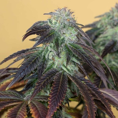 Humboldt Seed Organization OG Kush semena neobsahují THC 10 ks