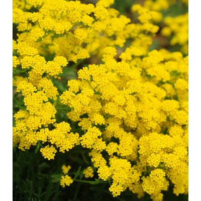 Tařice skalní Gold dust - Alyssum saxatile - osivo tařice - 150 ks