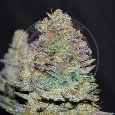 Delicious Seeds Delicious Cookies Auto semienka neobsahujú THC 100 ks