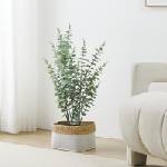 EGLO 428378 - Изкуствено растение в саксия за цветя TOBETSU 76x25, 5 см (EG428378)