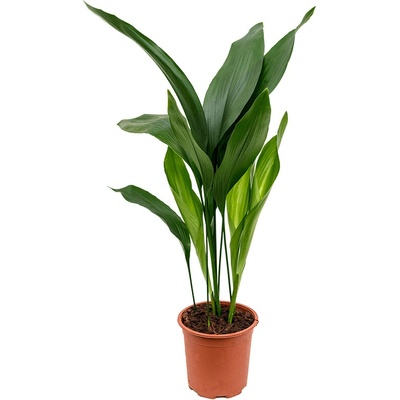 Gardners Aspidistra Elatior, průměr 17 cm Kořenokvětka – Hledejceny.cz
