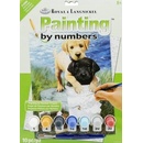Malování podle čísel Štěňata