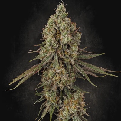 Paradise Seeds Tangerine Sorbet semena neobsahují THC 10 ks