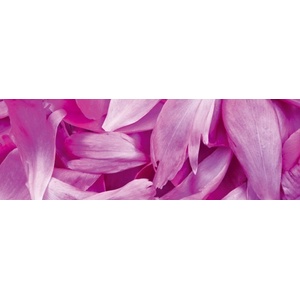 DIMEX ART Фототапет за кухня - лилави венчелистчета 180 x 60 см