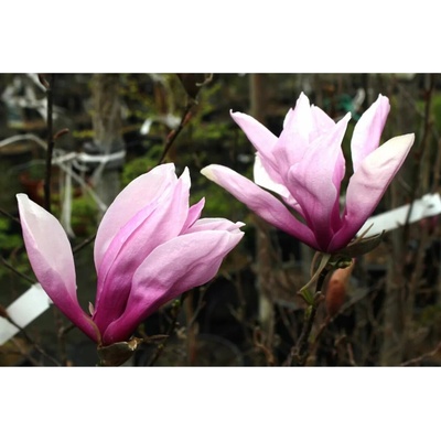 Magnolia 'Betty' 40-60 C4L