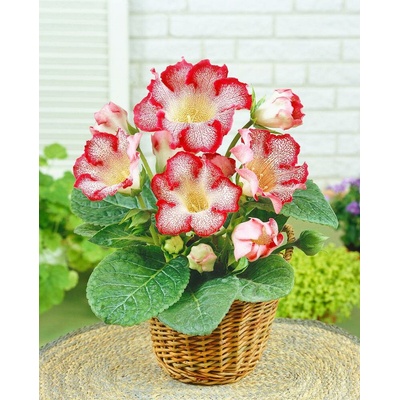 Gloxinie 'Tigrina Rood' 1 ks
