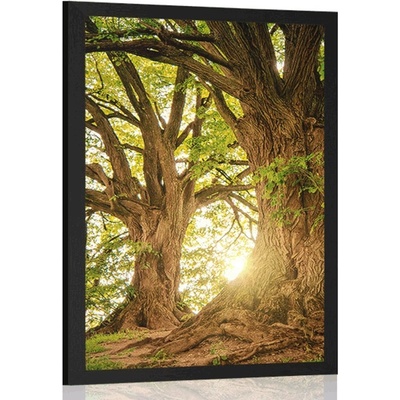 Plakát majestátní stromy - 60x90 no frame