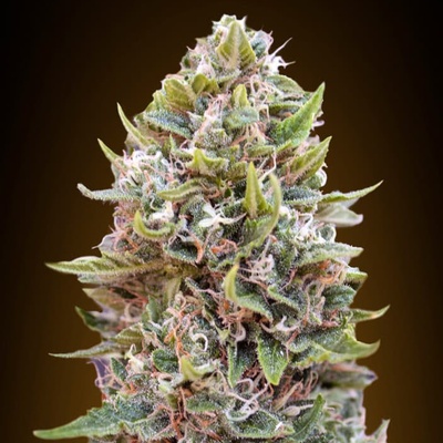 00 Seeds Bank AUTO Cheese Berry semena neobsahují THC 5 ks