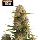 Seedstockers Super Skunk Auto semena neobsahují THC 3 ks