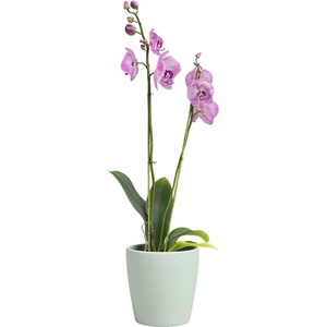 Artevasi Керамична саксия за цветя ø 14 cm Thalia - Artevasi (ZAC-836226)
