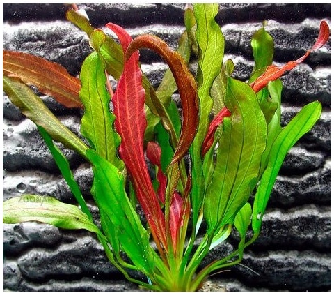Echinodorus Red Devil