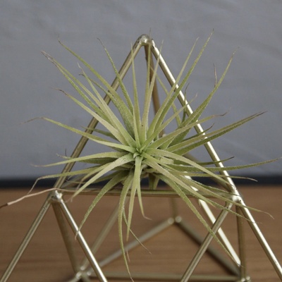 Tillandsia Ionantha light green