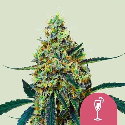 Royal Queen Seeds Mimosa semena neobsahují THC 3 ks