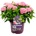 Forever & Ever® Hortbux® Pink Forever & Ever® Бордюрна хортензия