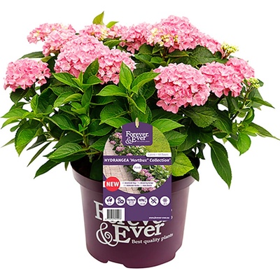 Forever & Ever® Hortbux® Pink Forever & Ever® Бордюрна хортензия
