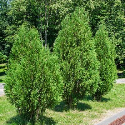 thuja smaragd 4 meter Thuja occidentalis 'Smaragd' Konifere (Lebensbaum) | 120-140 cm mit  Wurzelballen