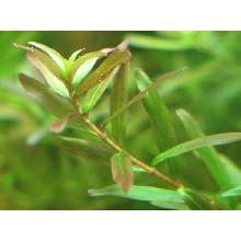 Rotala sp. Ceylon