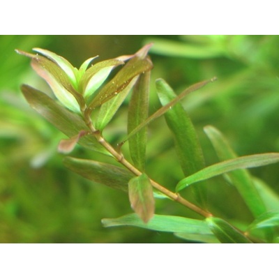 Rotala sp. Ceylon