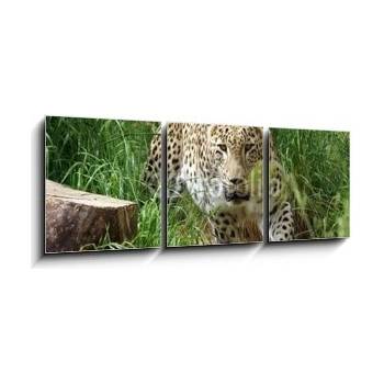 Obraz 3D třídílný - 150 x 50 cm - SONY DSC leopard hunting bezuzdný