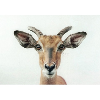 Pohlednice Antilopa - impala