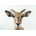 Pohlednice Antilopa - impala