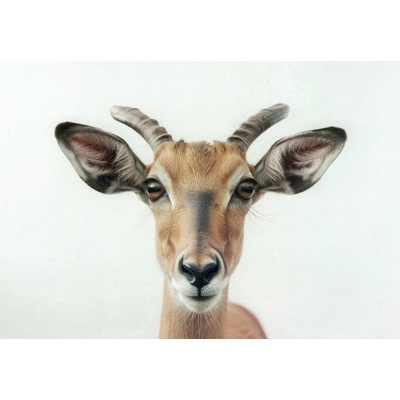Pohlednice Antilopa - impala