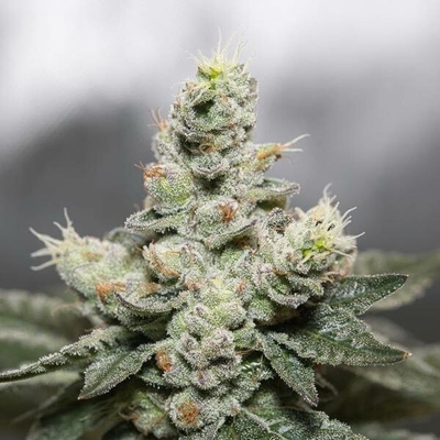 Vision Seeds - Blue Cookies x OG Kush semena neobsahují THC 3 ks