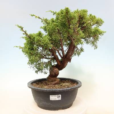 e-bonsai Venkovní bonsai - Juniperus chinensis Itoigawa-Jalovec čínský