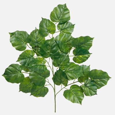 Konár Lipa 55 cm, Green w/Lt.Edge KT02