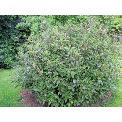 Drieň biely Kesselringii, výška 30-40 cm, kvetináč 14 cm