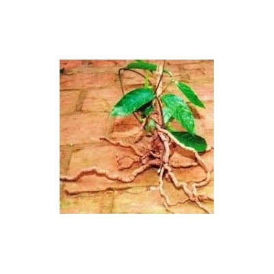 Centrum bylin Morinda officinalis Ba Ji Tian 50 g