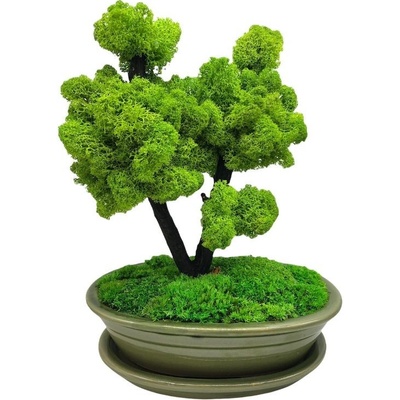 Bonsaj bezúdržbový Green